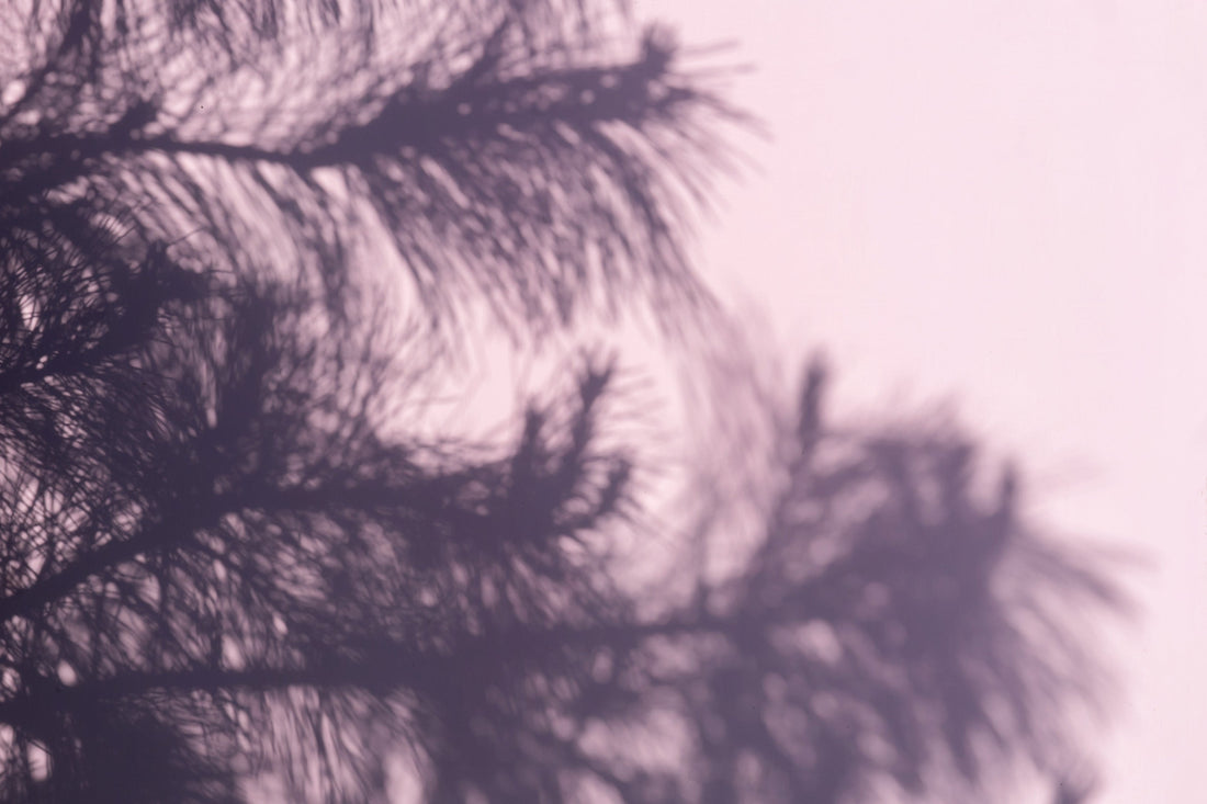 Melissa, Pinie, Minze, Wacholder: Soul Shower