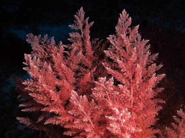 Coral